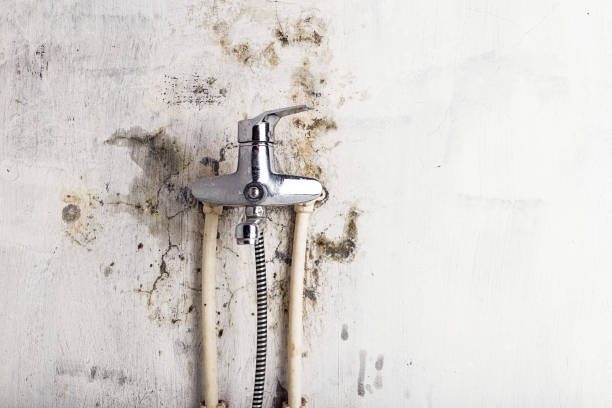  Luna Pier, MI Mold Removal Pros