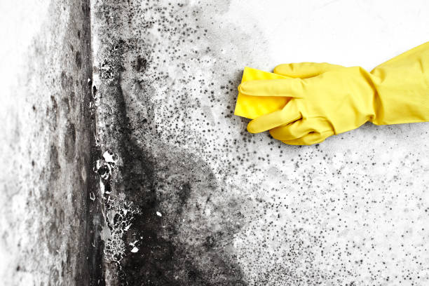 Best Crawl Space Mold Removal  in Luna Pier, MI