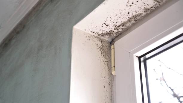 Best Mold Testing and Removal  in Luna Pier, MI