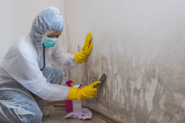 Professional Mold Removal in Luna Pier, MI
