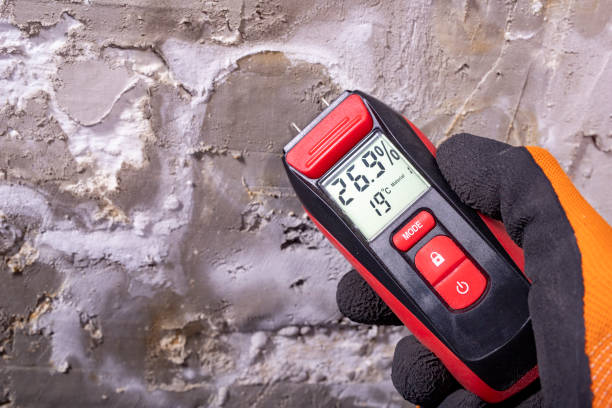 Best Home Mold Removal  in Luna Pier, MI