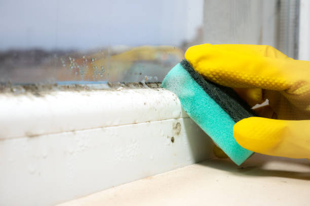 Best Mold Removal Company Near Me  in Luna Pier, MI