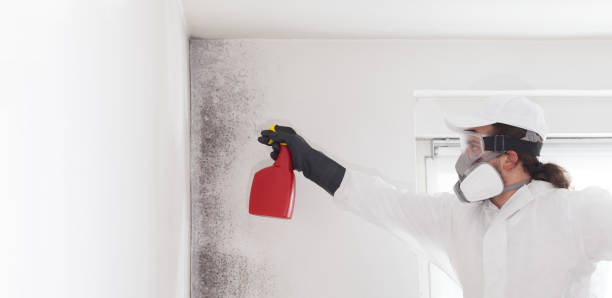Certified Mold Removal in Luna Pier, MI