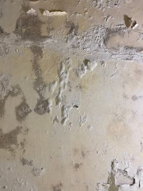 Mold Testing and Removal in Luna Pier, MI