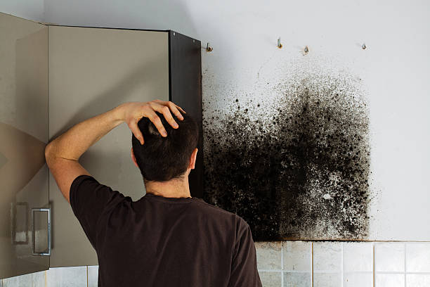 Best Office Mold Removal Services  in Luna Pier, MI