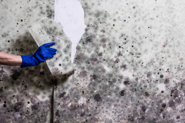 Best Fast Mold Removal  in Luna Pier, MI
